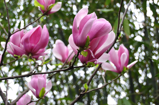 玉兰花