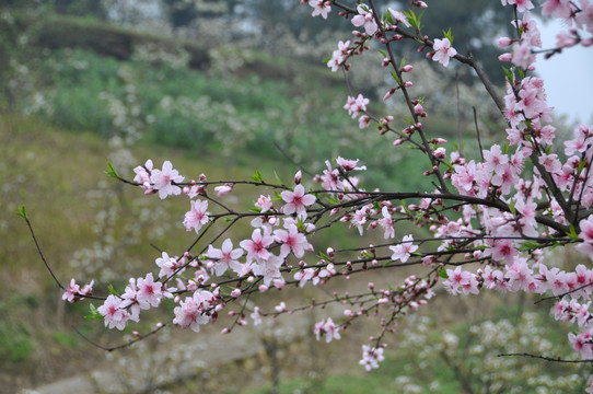 桃花