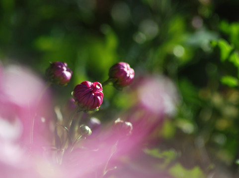 梦幻菊花