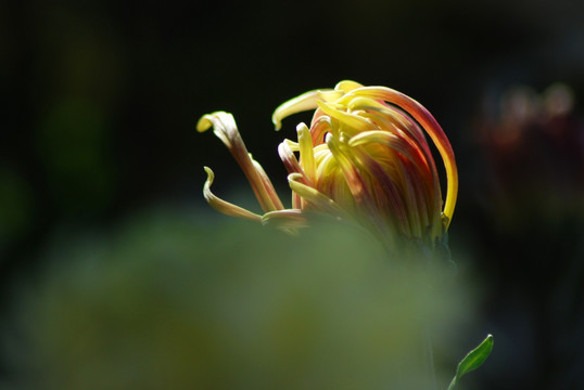梦幻菊花
