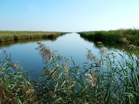 黄河口湿地公园
