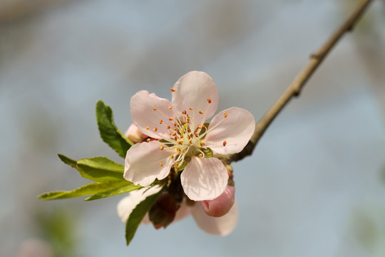 桃花