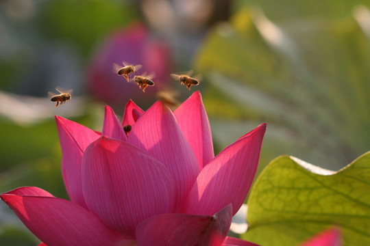 荷花 蜜蜂