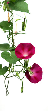 牵牛花
