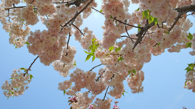 樱花