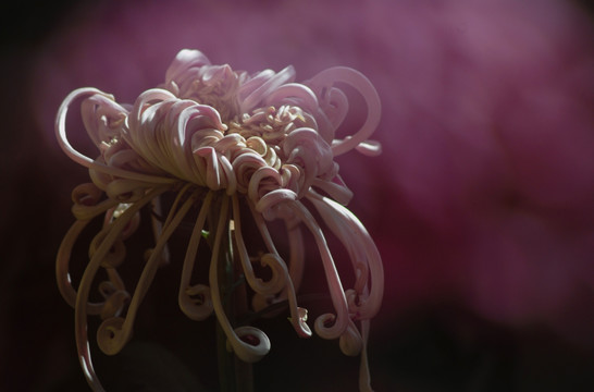 梦幻菊花