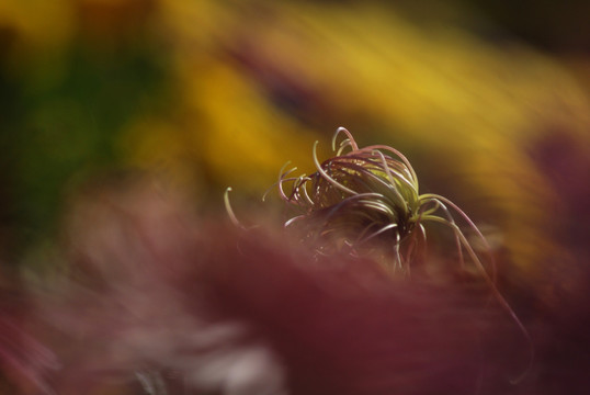 梦幻菊花