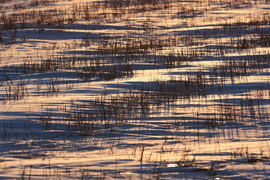 夕照雪地枯草