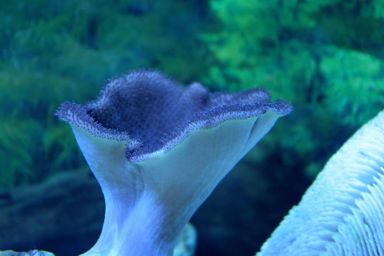 海洋生物 象耳香菇