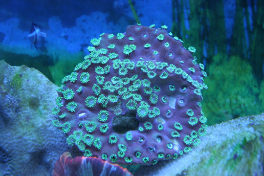 海洋生物 稚菊珊瑚