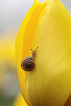 郁金香 蜗牛