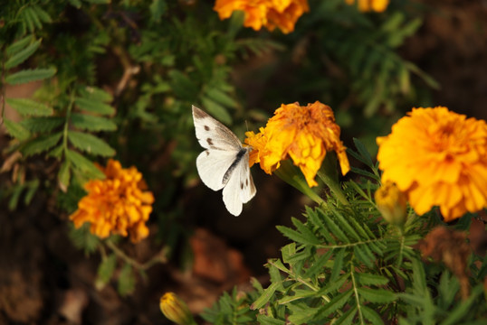 白色粉蝶和黄花