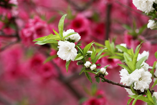 桃花