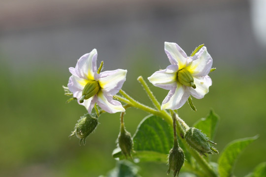 茄子花