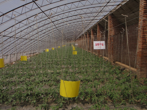温室番茄栽培