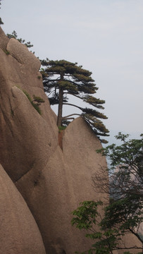 悬崖 峭壁 松树