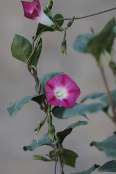 牵牛花