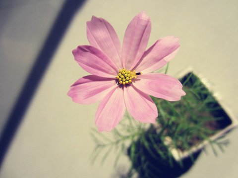 波斯菊
