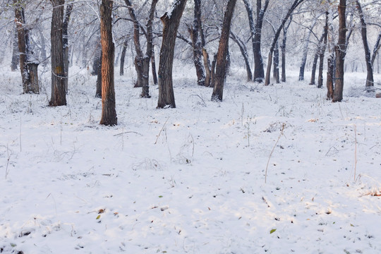 冬雪