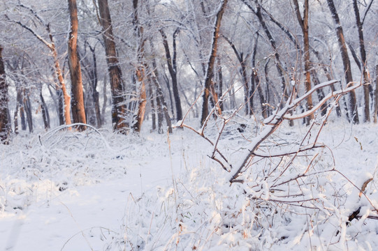 冬雪