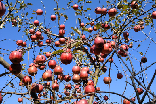丹巴红苹果满枝头