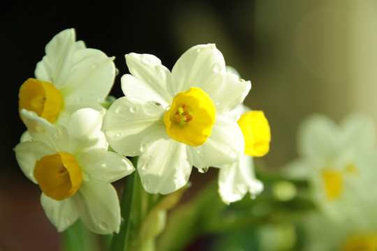 水仙花