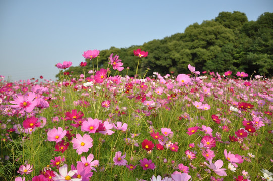七彩花田