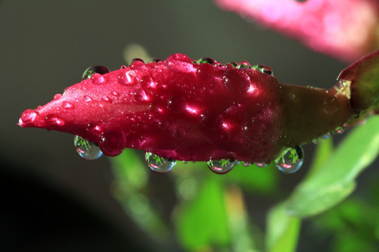 花朵露珠