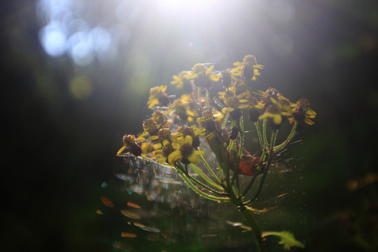 阳光下的小野花
