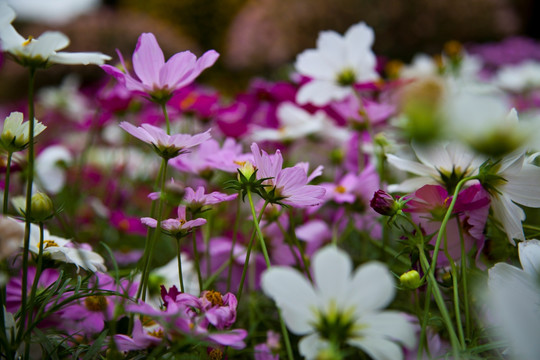 波斯菊