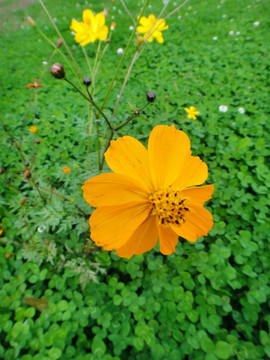 金鸡菊