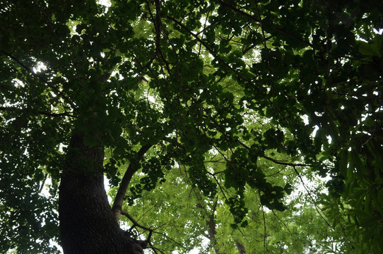 银杏树