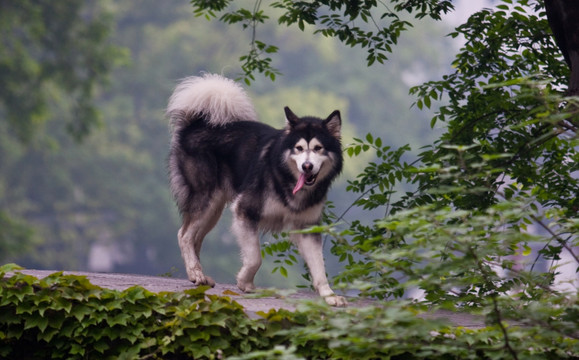 阿拉斯加犬