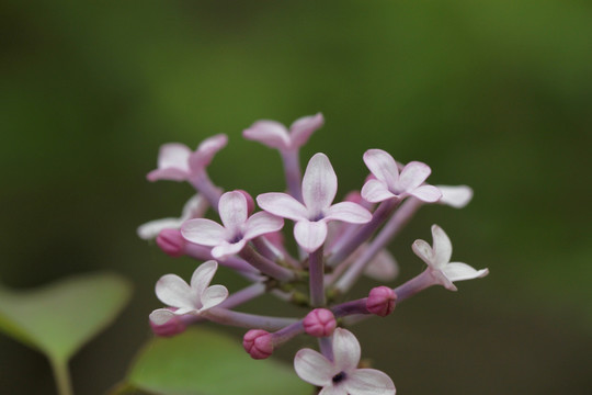 丁香花 丁香