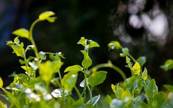 木耳菜