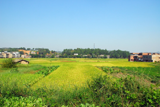 在希望的田野上