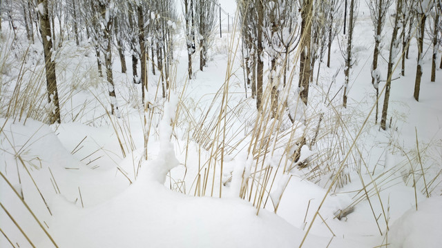 冬雪