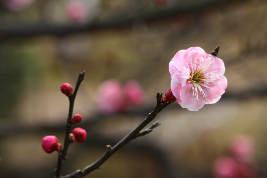 梅花