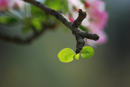 海棠花开