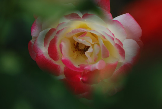 月季花开