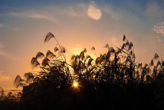 夕阳稻草