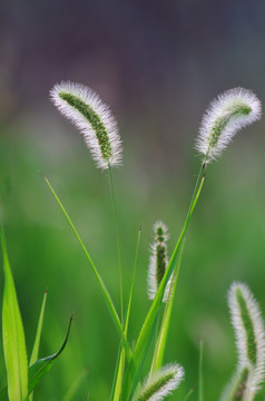 茅草