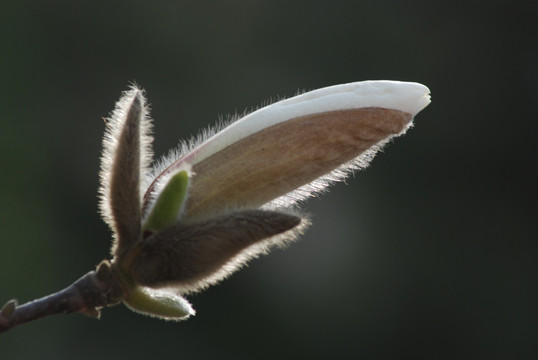 玉兰花开