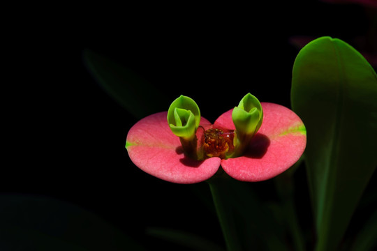 刺梅花