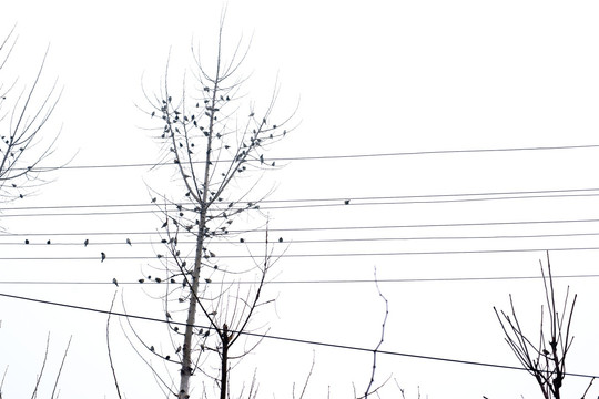 冬景 电线上的麻雀
