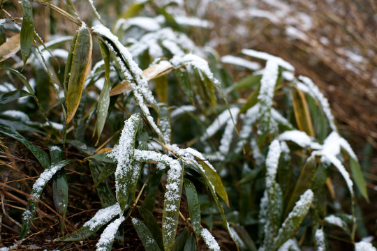 雪竹