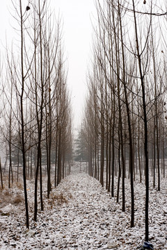雪天的树林