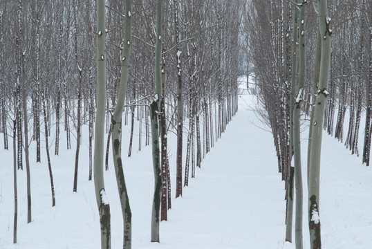 雪景树林