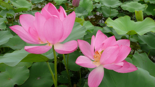 荷花