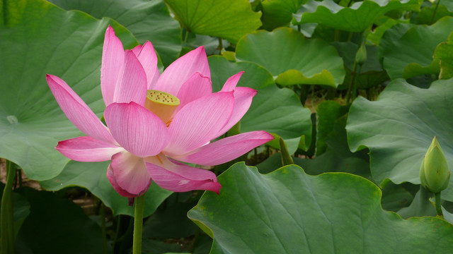 荷花
